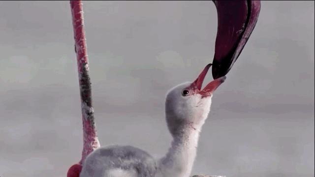 「火烈鳥寶寶的腳」竟害萬名觀眾狂哭！　網看這部「大自然超寫實片」情緒崩潰 