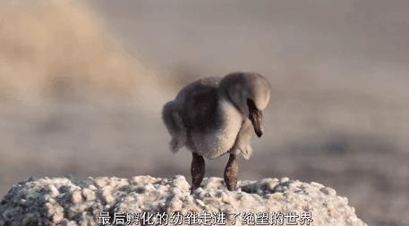 「火烈鳥寶寶的腳」竟害萬名觀眾狂哭！　網看這部「大自然超寫實片」情緒崩潰 