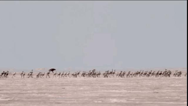 「火烈鳥寶寶的腳」竟害萬名觀眾狂哭！　網看這部「大自然超寫實片」情緒崩潰 