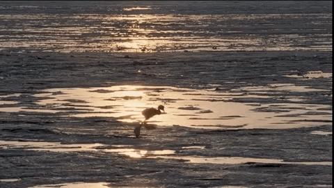 「火烈鳥寶寶的腳」竟害萬名觀眾狂哭！　網看這部「大自然超寫實片」情緒崩潰 