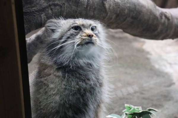 日本「最難養貓科動物」只愛她一人　見到心上人立刻肉球貼牆賣萌❤  