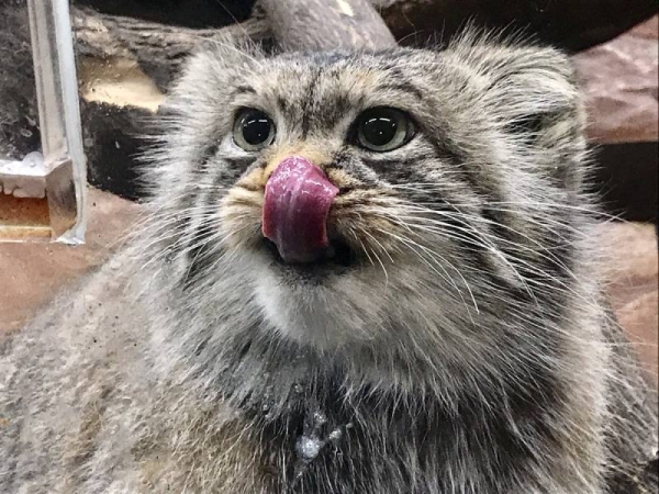 日本「最難養貓科動物」只愛她一人　見到心上人立刻肉球貼牆賣萌❤  