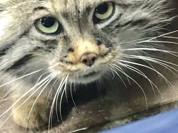 日本「最難養貓科動物」只愛她一人　見到心上人立刻肉球貼牆賣萌❤  