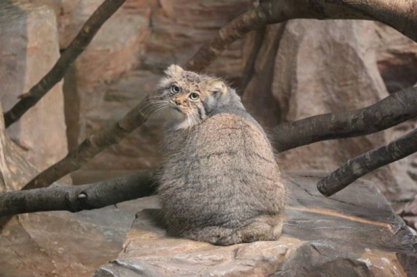 日本「最難養貓科動物」只愛她一人　見到心上人立刻肉球貼牆賣萌❤  