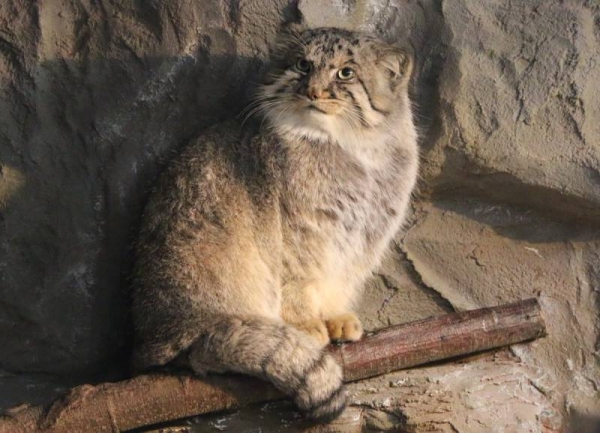 日本「最難養貓科動物」只愛她一人　見到心上人立刻肉球貼牆賣萌❤  