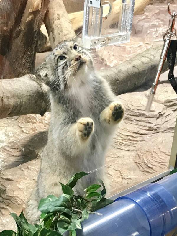 日本「最難養貓科動物」只愛她一人　見到心上人立刻肉球貼牆賣萌❤  