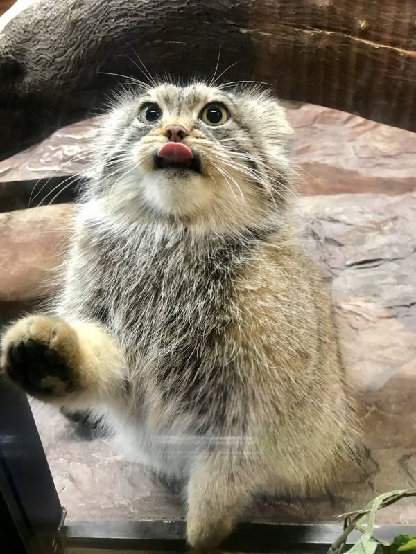 日本「最難養貓科動物」只愛她一人　見到心上人立刻肉球貼牆賣萌❤  