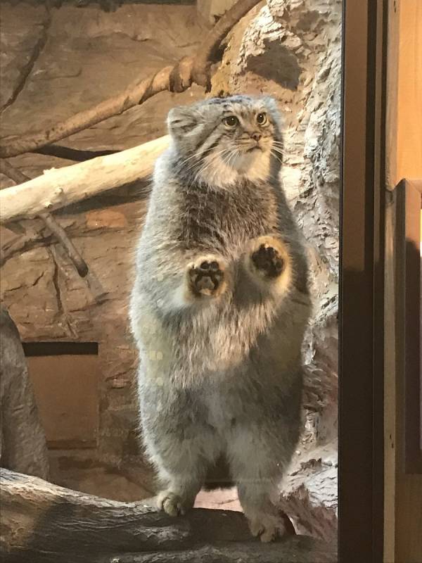 日本「最難養貓科動物」只愛她一人　見到心上人立刻肉球貼牆賣萌❤  