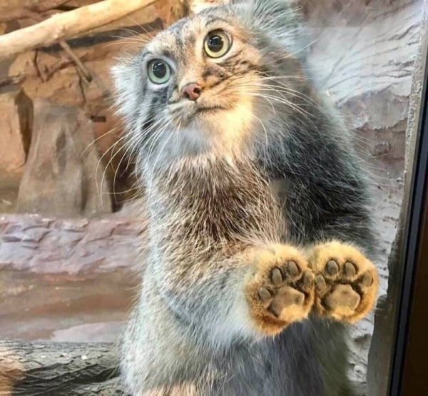 日本「最難養貓科動物」只愛她一人　見到心上人立刻肉球貼牆賣萌❤  