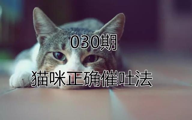貓咪不慎吃入異物，主人需學會五點急救方法，緊急催吐最為要緊！ 