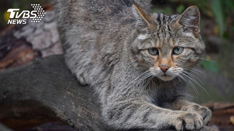 一天弄死逾百萬原生物種！ 澳洲將撲殺逾200萬隻野貓