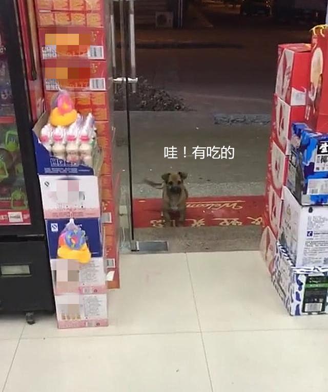 好心餵了店門口小浪浪　隔天牠竟然「帶驚喜回來」：保安大隊成立啦～ 