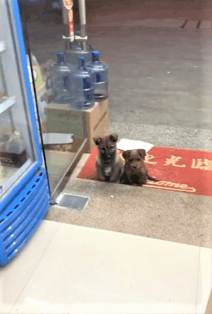 好心餵了店門口小浪浪　隔天牠竟然「帶驚喜回來」：保安大隊成立啦～ 