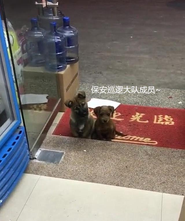 好心餵了店門口小浪浪　隔天牠竟然「帶驚喜回來」：保安大隊成立啦～ 