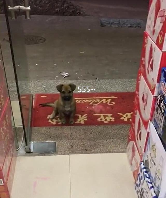 好心餵了店門口小浪浪　隔天牠竟然「帶驚喜回來」：保安大隊成立啦～ 