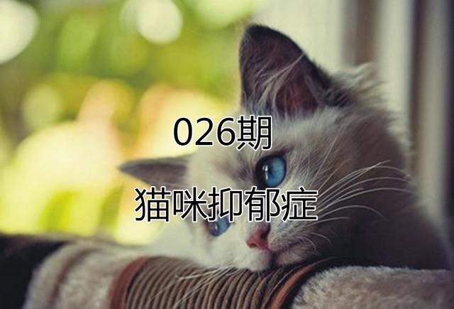 貓咪抑鬱症不可忽視，三種情況下將失去活力，別因忙碌冷落愛貓 