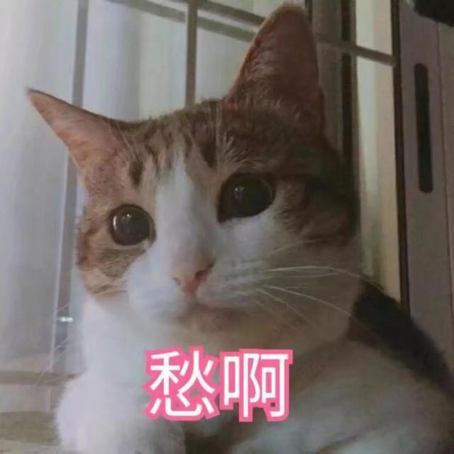 貓咪抑鬱症不可忽視，三種情況下將失去活力，別因忙碌冷落愛貓 
