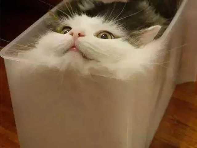 貓為什麼總喜歡擠在紙箱子裡不出來？