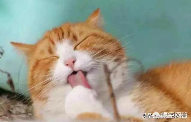 有些動物從不洗澡，但是為什麼不髒？