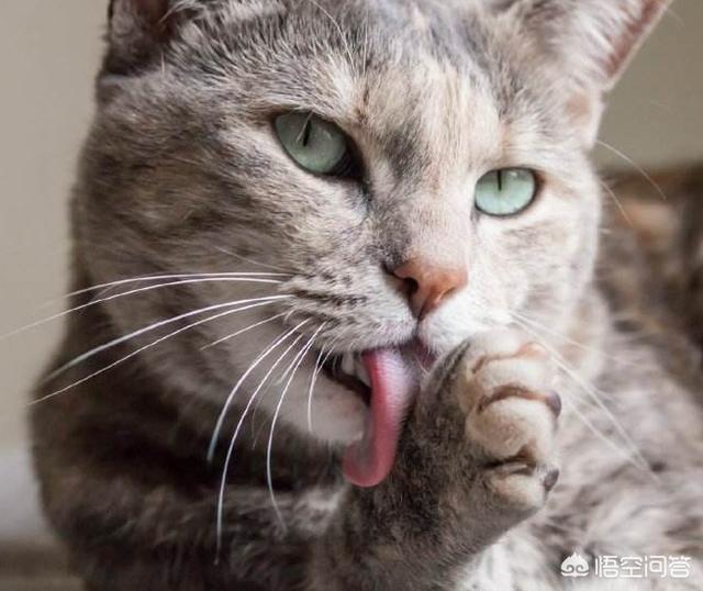 有些動物從不洗澡，但是為什麼不髒？