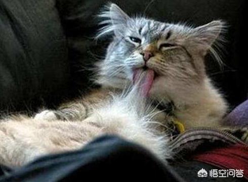 有些動物從不洗澡，但是為什麼不髒？