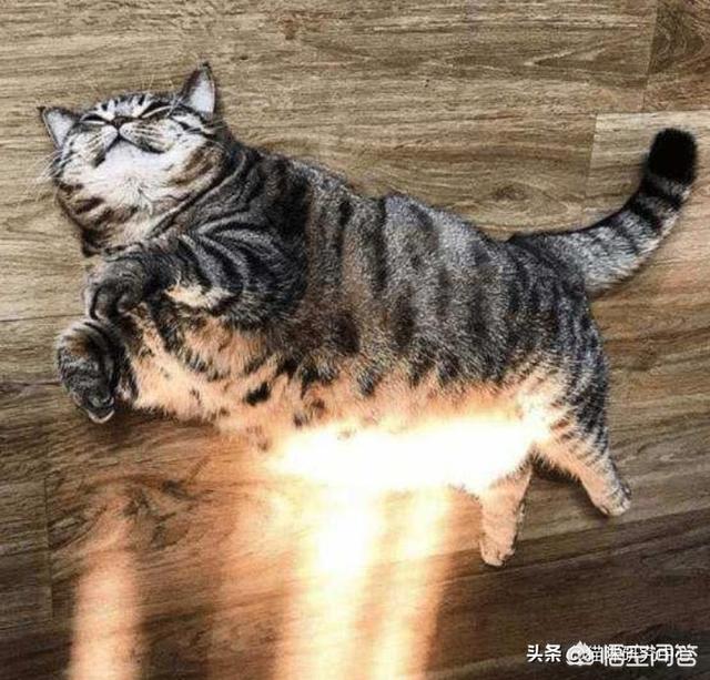 有些動物從不洗澡，但是為什麼不髒？