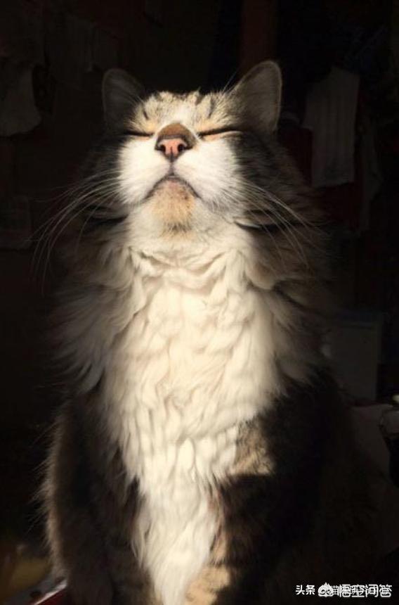 有些動物從不洗澡，但是為什麼不髒？