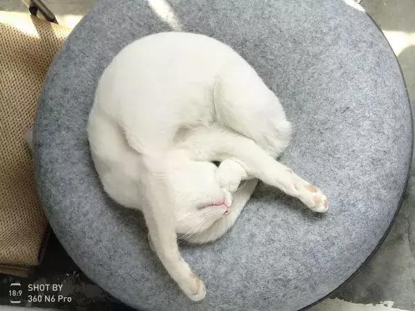如果舔一下貓，貓會有什麼反應？  