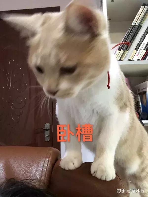 如果舔一下貓，貓會有什麼反應？  