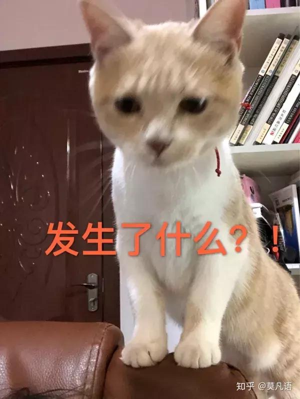 如果舔一下貓，貓會有什麼反應？  