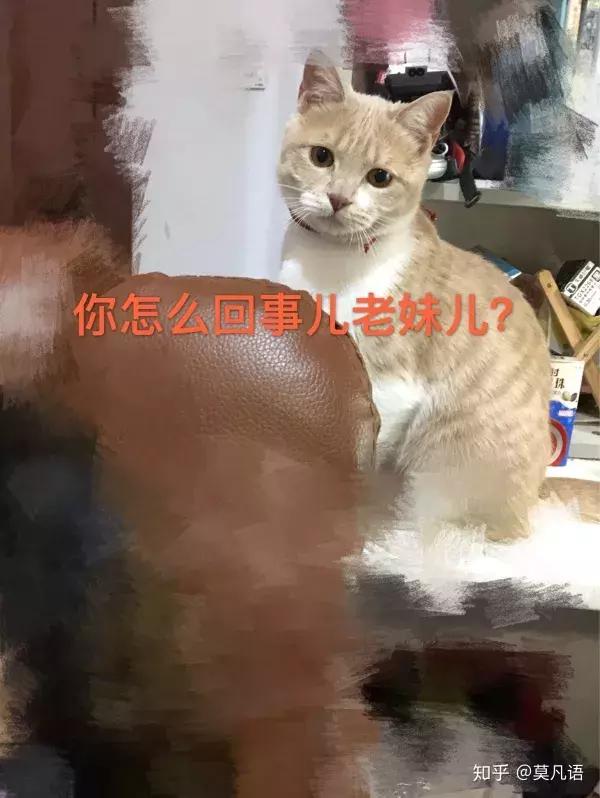 如果舔一下貓，貓會有什麼反應？  