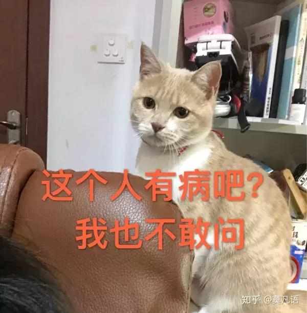 如果舔一下貓，貓會有什麼反應？  
