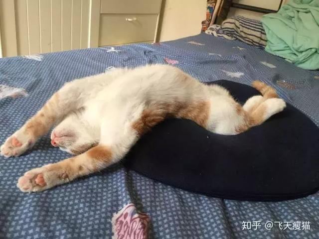如果舔一下貓，貓會有什麼反應？  