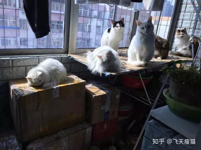 如果舔一下貓，貓會有什麼反應？  