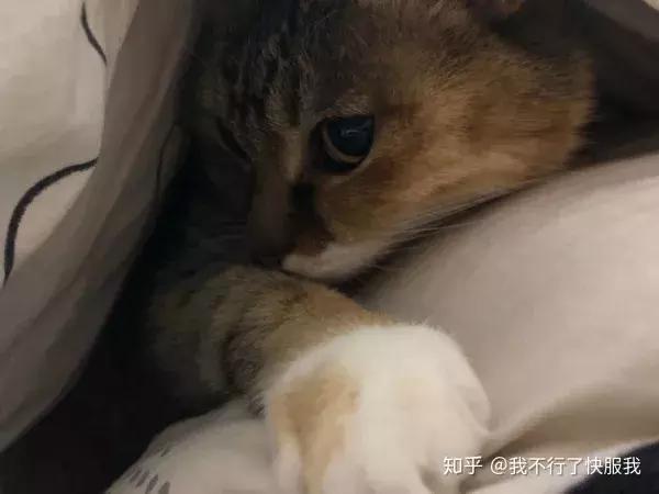 如果舔一下貓，貓會有什麼反應？  