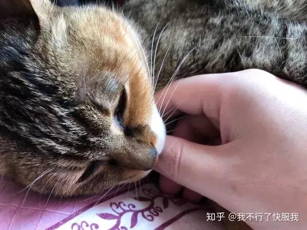 如果舔一下貓，貓會有什麼反應？  