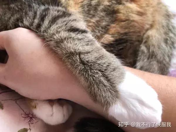 如果舔一下貓，貓會有什麼反應？  