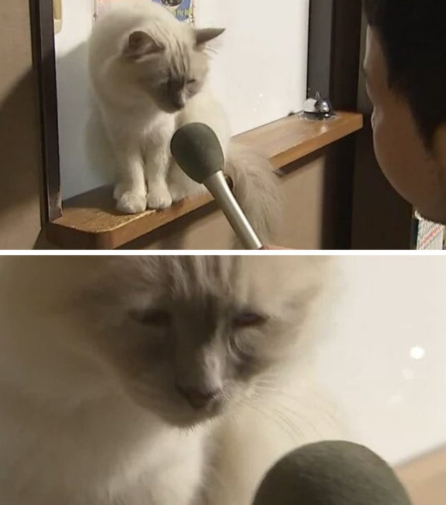 14張「不幸被悲劇人類附身」的超爆笑動物　完美演繹「上班族悲哀」的貓皇！