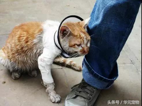 投喂流浪貓，我真的做錯了麼？