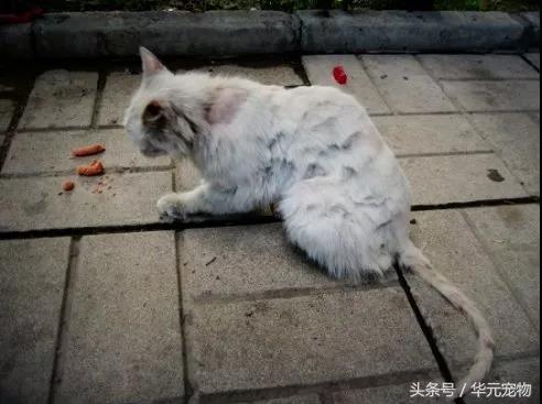 投喂流浪貓，我真的做錯了麼？
