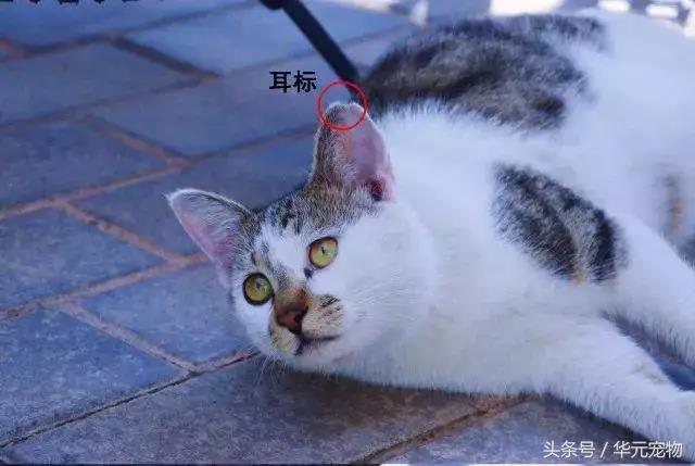 投喂流浪貓，我真的做錯了麼？