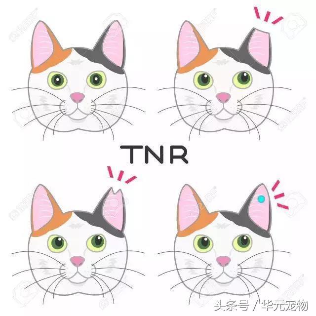 投喂流浪貓，我真的做錯了麼？