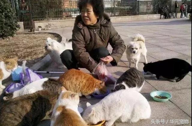 投喂流浪貓，我真的做錯了麼？