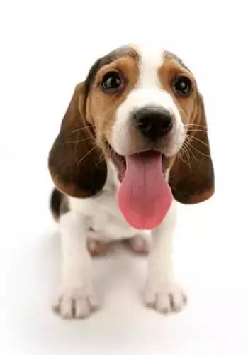 心疼比格犬，它是被當成實驗犬最多次的狗狗