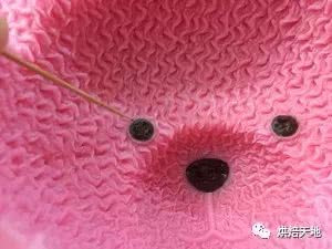 私房烘焙必備熱銷款！3D立體卡通小熊慕斯蛋糕