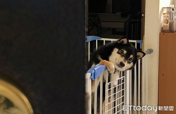 飼主PO「每天進門畫面」！　專注側臉暖暈8千人：多晚牠都等你
