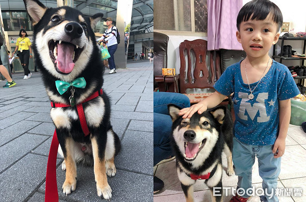 飼主PO「每天進門畫面」！　專注側臉暖暈8千人：多晚牠都等你
