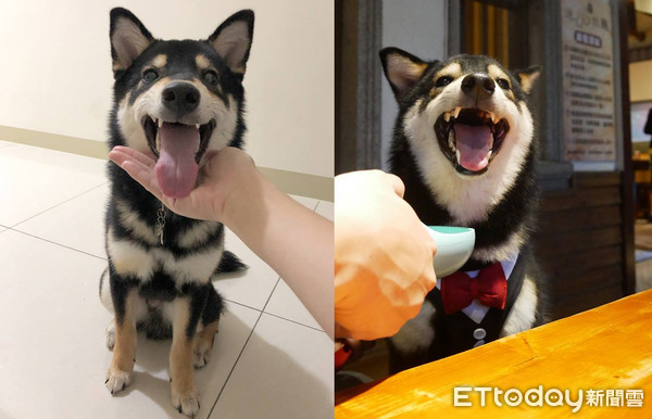 飼主PO「每天進門畫面」！　專注側臉暖暈8千人：多晚牠都等你