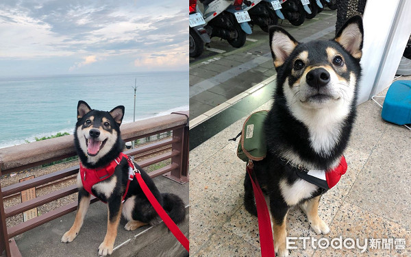 飼主PO「每天進門畫面」！　專注側臉暖暈8千人：多晚牠都等你