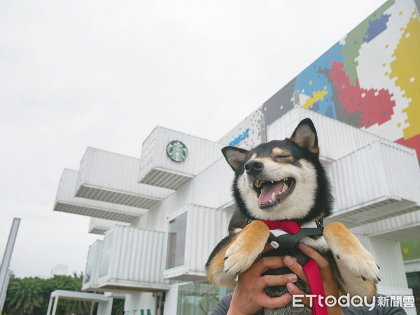 飼主PO「每天進門畫面」！　專注側臉暖暈8千人：多晚牠都等你